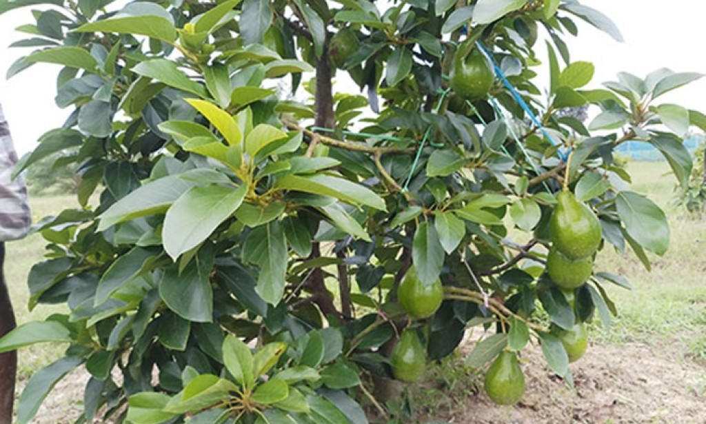 Avocado: A Nutrient-Packed Superfood for Optimal Health