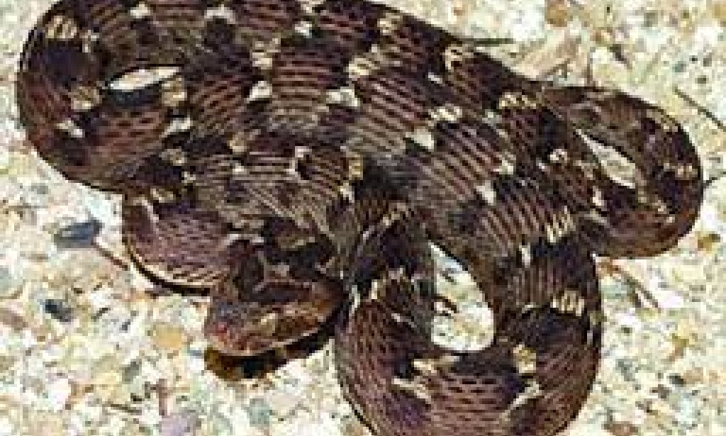 Saw-scaled Viper: The Tiny but Deadly Serpent of the Sands