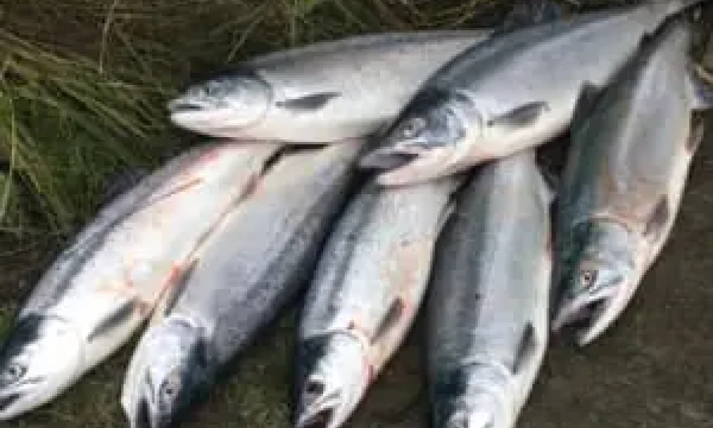Ocean Sockeye Salmon: The Red Jewel of the Pacific