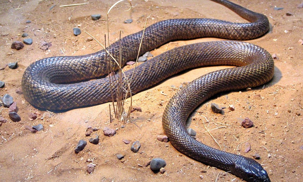 Inland Taipan: The World's Most Venomous Snake