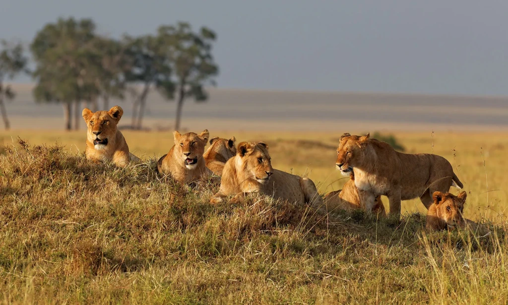 The Majestic Lion: King of the African Savanna